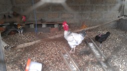 Poulets locaux
