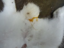 Un symptôme de la VHD