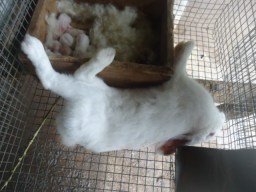 Un lapin mort de VHD