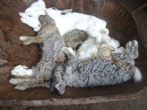 Des lapins morts de la VHD mis dans une brouette