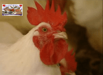 COQ