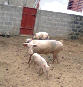 porc sur la cour