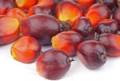 Noix de palme