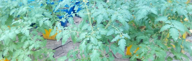 tomate_plants