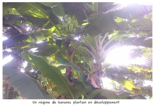 banane-plantain-en-devlp.jpg