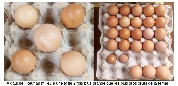 oeufs gros