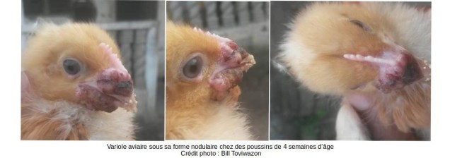 poussins atteints de la variole aviaire
