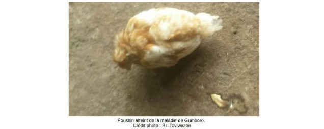 poussin_gumboro