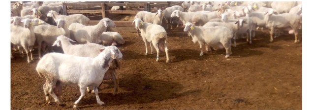 brebis_israel