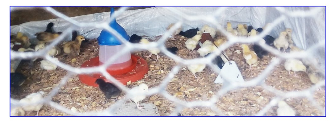 poussins_vaccination