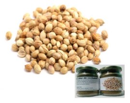 Graine de coriandre